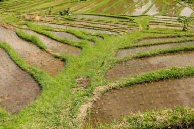 Suyla ıslanmış taze pirinç fidanlarıyla dolu bir tarla. Yeşil pirinç 