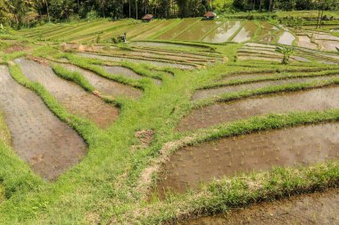 Suyla ıslanmış taze pirinç fidanlarıyla dolu bir tarla. Yeşil pirinç 