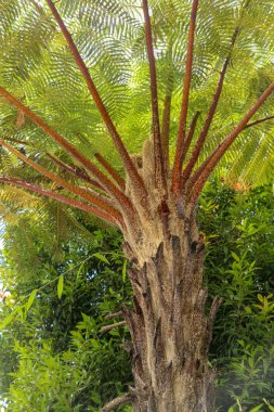 Öğlen güneşi tropikal ağaç Cyathea Arborea 'nın tacı boyunca parlar. Güneş ışınları Batı Hindistan ağaçlarının dallarından geçer, Vernacular İspanyolca, Helecho Gigante.