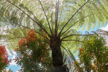 Öğlen güneşi tropikal ağaç Cyathea Arborea 'nın tacı boyunca parlar. Güneş ışınları Batı Hindistan ağaçlarının dallarından geçer, Vernacular İspanyolca, Helecho Gigante.