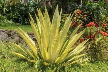 Sarı ve yeşil yapraklar Furcraea foetida. Güzel çiçek Mauri.