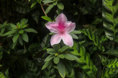 Yakın çekim pembe Rhododendron Simsii çiçeği Bali 'de çiçek açtı