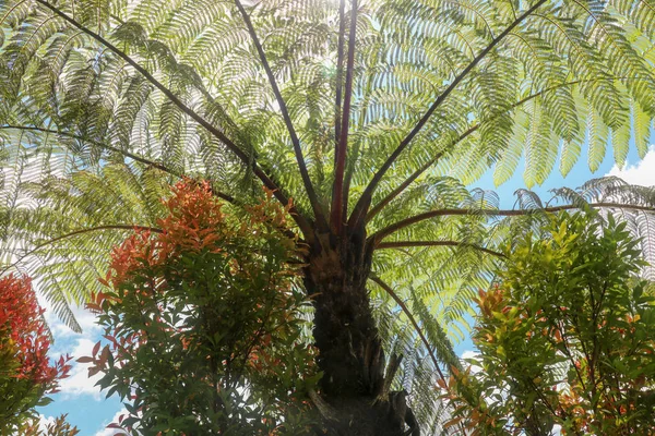 Die Mittagssonne scheint durch die Krone des tropischen Baumes Cyathea arborea. Sonnenstrahlen durchqueren die Äste westindischer Bäume, spanisch, helecho gigante. — Stockfoto