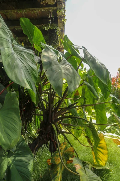Anthurium tropical plante poussant à l'état sauvage dans le jardin. Plante verte — Photo