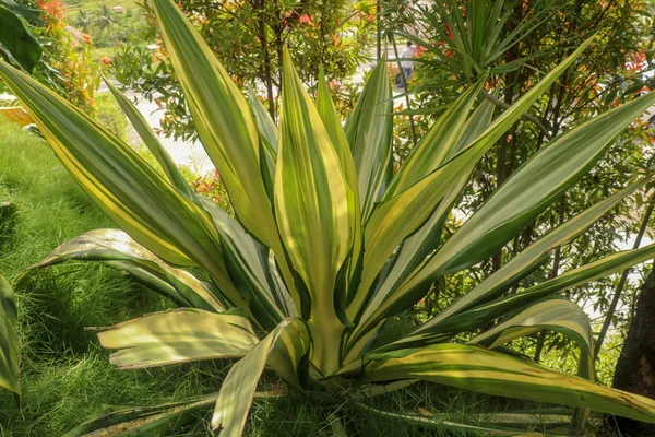 Žluté a zelené listy Furcraea foetida. Krásná květina Mauri — Stock fotografie