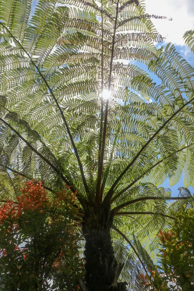 Le soleil de midi brille à travers la couronne de l'arbre tropical Cyathea Arborea. Les rayons du soleil traversent les branches de l'arbuste des Indes occidentales, espagnol vernaculaire, Helecho Gigante . — Photo