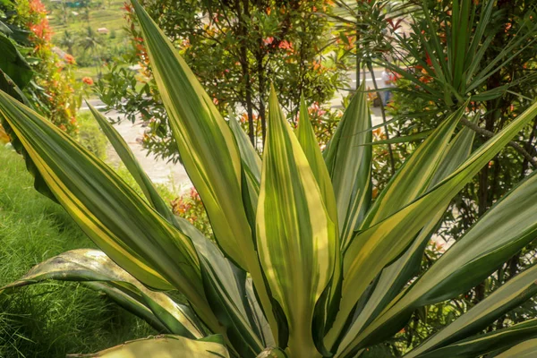 Žluté a zelené listy Furcraea foetida. Krásná květina Mauri — Stock fotografie