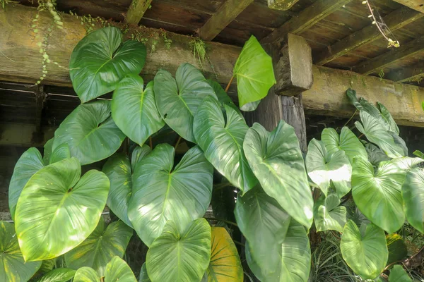Tropische Anthurium plant groeit wild in de tuin. Groene plant — Stockfoto