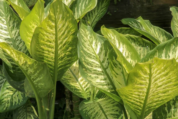 Tumbuhan tropis Dieffenbachia tumbuh liar di taman. P hijau — Stok Foto