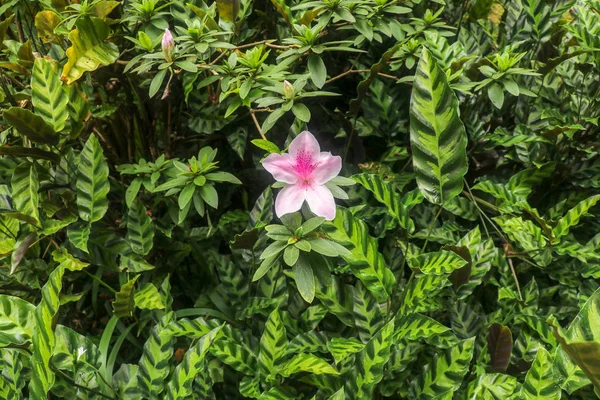Close-up shot van roze Rhododendron Simsii bloesem in Bali — Stockfoto