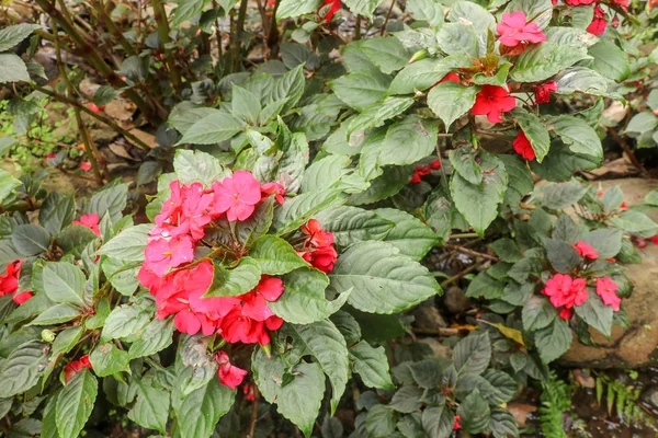 Cama de flores colorida de Busy Lizzie, nome científico Impatiens wal — Fotografia de Stock