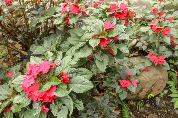 Cama de flores colorida de Busy Lizzie, nome científico Impatiens wal — Fotografia de Stock