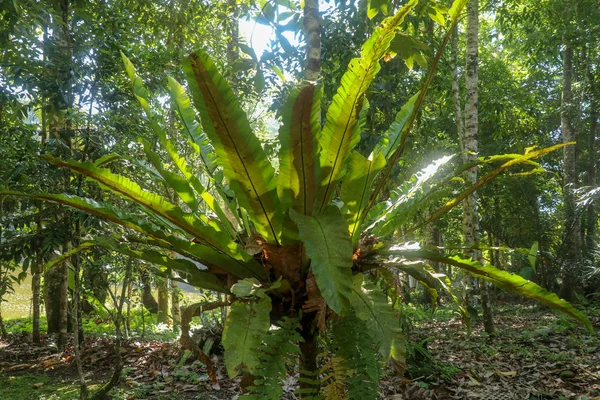 Soft focus green leave of Asplenium Nidus in garden, exterior an — Stock Photo, Image