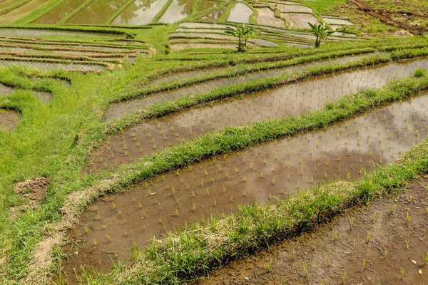 Field with young rice seedlings drenched with water. Green rice