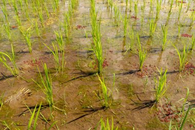 Islak toprağa ekilmiş taze pirinç fidanlarına yakın çekim. Pirinç alanı