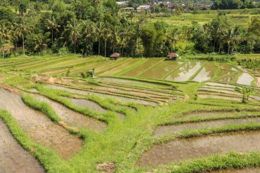 Suyla ıslanmış taze pirinç fidanlarıyla dolu bir tarla. Yeşil pirinç 