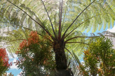 The midday sun shines through the crown of the tropical tree Cyathea Arborea. Sun rays pass through the branches of West Indian treefern, Vernacular Spanish, Helecho Gigante. clipart