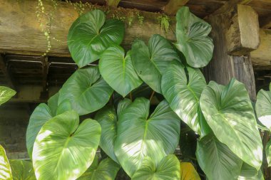 Bahçede yetişen tropik Anthurium bitkisi. Yeşil bitki