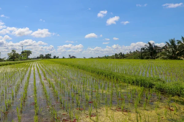 Field with young rice seedlings drenched with water. Green rice