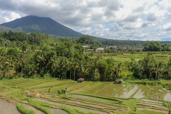 Field with young rice seedlings drenched with water. Green rice