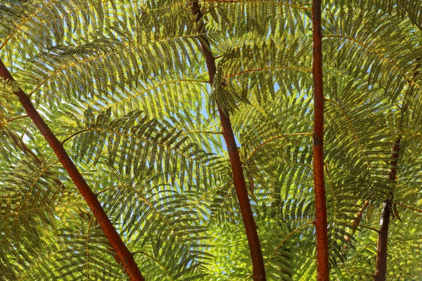 Le soleil de midi brille à travers la couronne de l'arbre tropical Cyathea Arborea. Les rayons du soleil traversent les branches de l'arbuste des Indes occidentales, espagnol vernaculaire, Helecho Gigante . — Photo