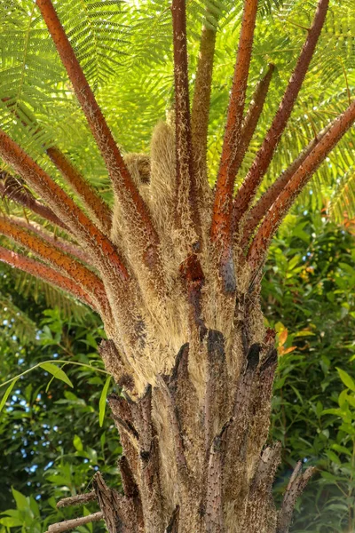 Le soleil de midi brille à travers la couronne de l'arbre tropical Cyathea Arborea. Les rayons du soleil traversent les branches de l'arbuste des Indes occidentales, espagnol vernaculaire, Helecho Gigante . — Photo