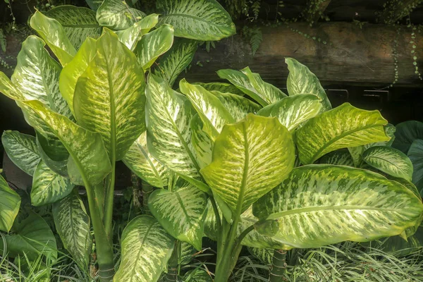 Tropical plant Dieffenbachia growing wild in the garden. Green p — Stock Photo, Image