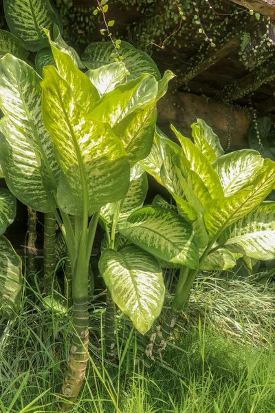 Trópusi növény Dieffenbachia nő vadon a kertben. Zöld p — Stock Fotó