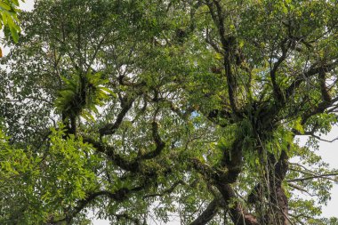 Asplenium Nidus büyük bir girişin dallarındaki parazitler