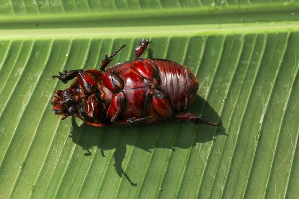 Avrupalı Gergedan Böceği manzarası. Oryctes Nasicornis aç gözlü — Stok fotoğraf