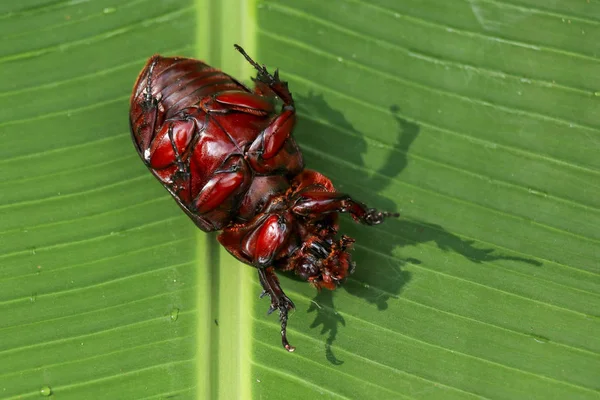 Udsigt over europæiske næsehorn Beetle. Oryctes Nasicornis på en grådighed - Stock-foto