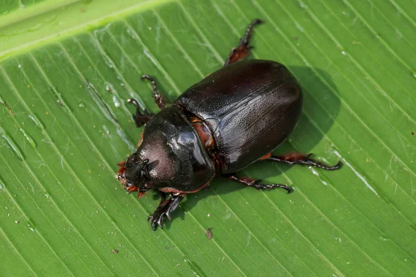 Top view of European Rhinoceros Beetle (англійською). Oryctes Nasicornis on a — стокове фото