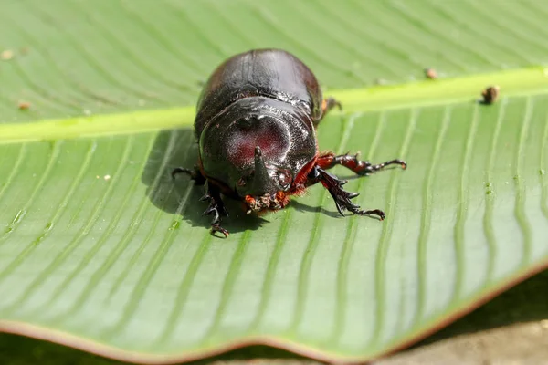 Avrupalı Gergedan Böceği 'nin ön görüntüsü. Oryctes Nasicornis on — Stok fotoğraf