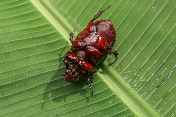 Avrupalı Gergedan Böceği manzarası. Oryctes Nasicornis aç gözlü — Stok fotoğraf