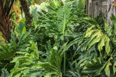 Philodendron Bipinnatifidum 'un yeşil yaprakları, selloum her zaman...