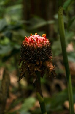 Etlingera elastior Red Torch Ginger çiçeği. Güzel egzotik 