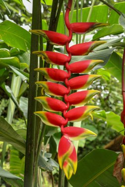 Heliconia Rostrata inflorescence 'ın yakınına. Bea!