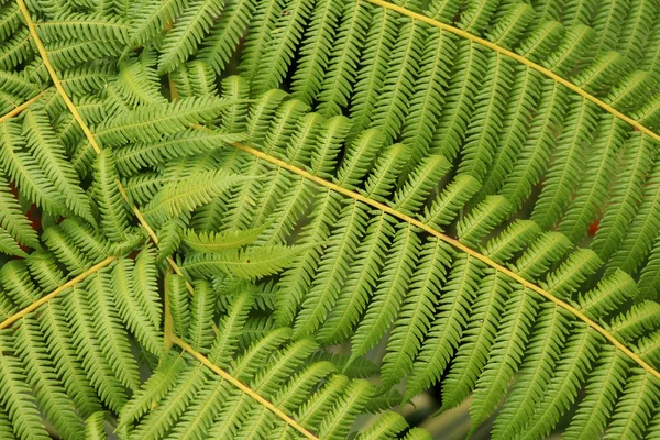 Vue du dessus de l'arbre tropical Cyathea Arborea. Gros plan de son — Photo