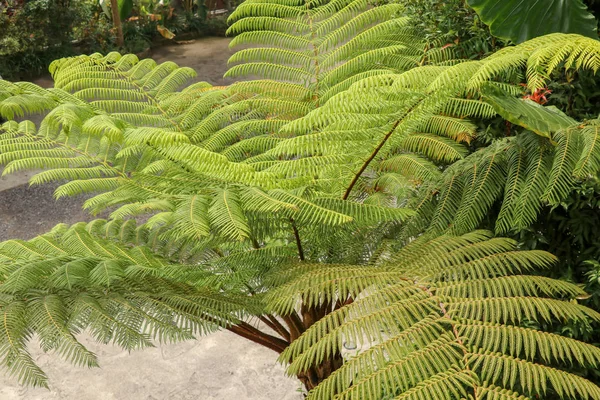 Draufsicht auf den tropischen Baum Cyathea arborea. Nahaufnahme von Kleie — Stockfoto