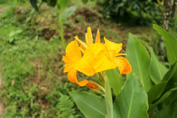 Retrato artístico de una flor de Canna Indica amarilla con dar — Foto de Stock