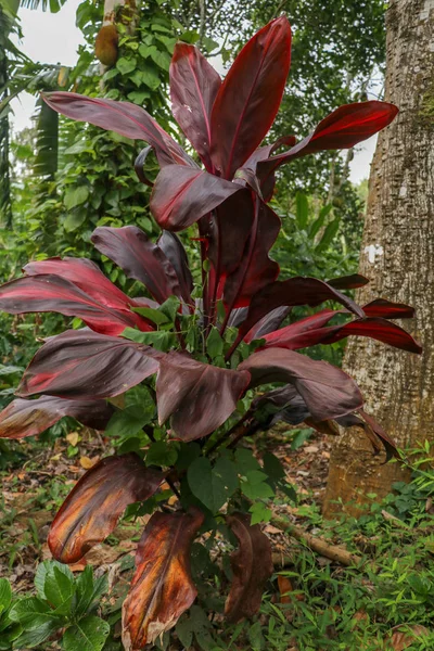 Cordyline fruticosa blad, Cordyline terminalis eller Ti växt. Anmärkning — Stockfoto