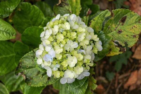 Hydrangea macrophylla - Hermoso arbusto de flores de hortensias en t —  Fotos de Stock