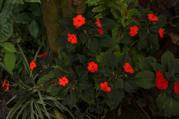 Kleurrijke bloembed van Busy Lizzie, wetenschappelijke naam Impatiens wal — Stockfoto