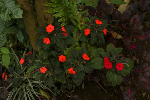 Cordyline fruticosa planta con flores de hoja perenne, Asparagaceae. Rojo. — Foto de Stock