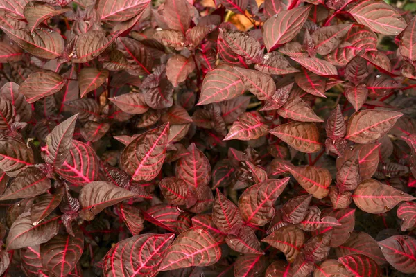 Cordyline fruticosa evergreen flowing plants, Asparagaceae. Червоний — стокове фото
