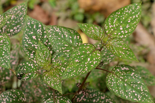 Hypoestes Phyllostachya з рожевими плямистими листками в тропічному дзюні — стокове фото