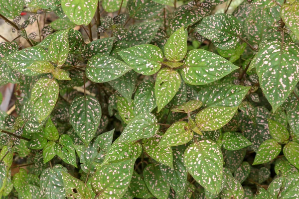 Hypoestes Phyllostachya with pink spotted leaves in tropical jun — Stock Photo, Image