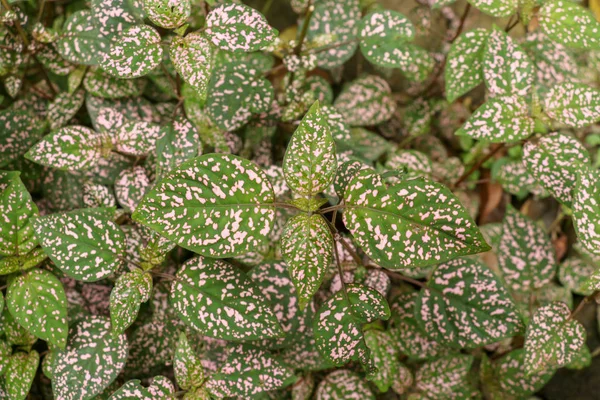 Hypoestes Phyllostachya with pink spotted leaves in tropical jun — 스톡 사진