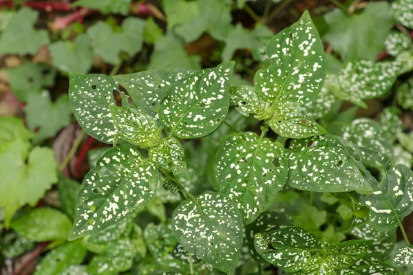 Hypoestes Phyllostachya with white spotted leaves in tropical ju