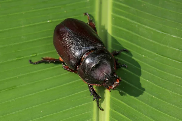 Blick von oben auf den europäischen Nashornkäfer. oryctes nasicornis auf einem — Stockfoto